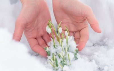 COME FIORI D’INVERNO